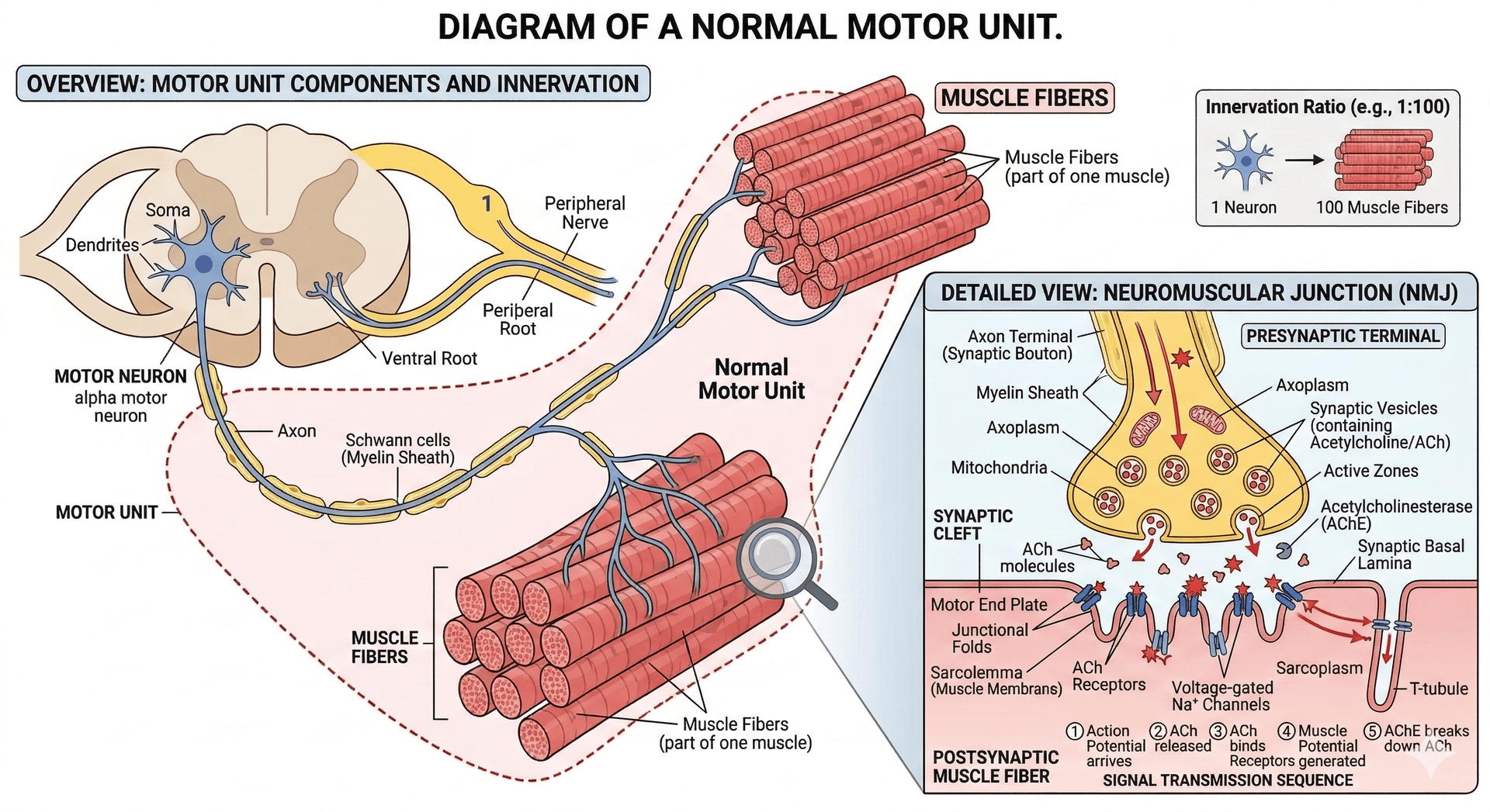 Motorcop Muscle What Has Happened to Your Muscles | Denervated Muscle Guide ...